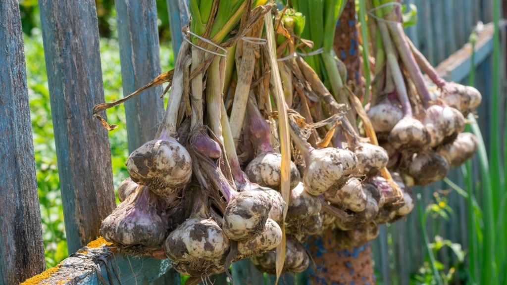Grow Juicier Melons with These Cantaloupe Companion Plants 13 Ripe garlic bulb plants are hanging on old fence for aerate