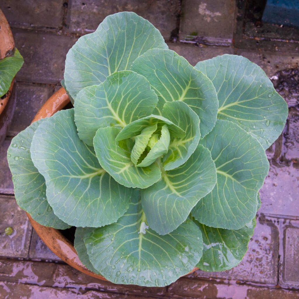 cabbage plant in a pot on a brick walkway