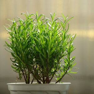 How To Propagate And Grow Rosemary From Cuttings