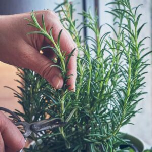 How to Propagate and Grow Rosemary from Cuttings 9 cropped-growing-rosemary-cuttings.jpg