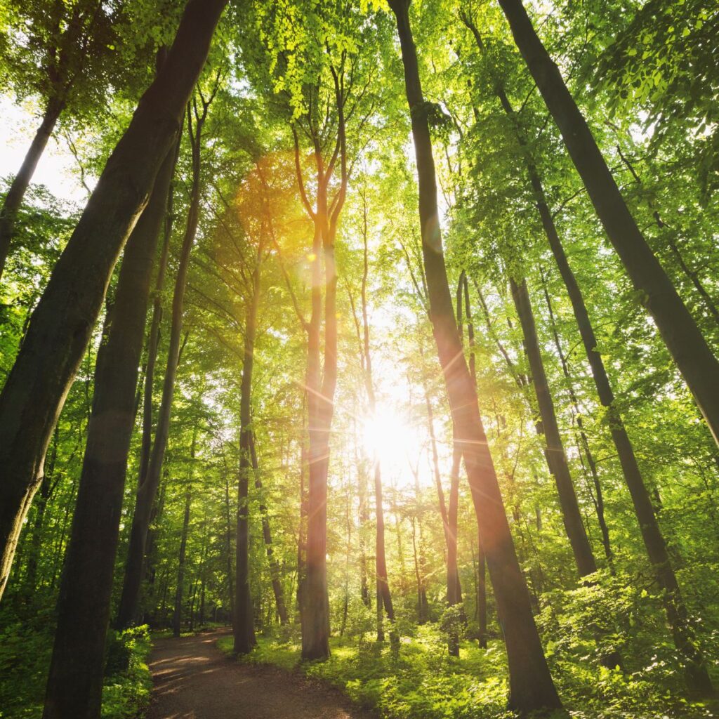 the sun shines through the trees in a green forest