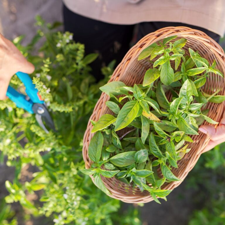 10 Perfect Herb Plants to Grow in Your Herbal Tea Garden