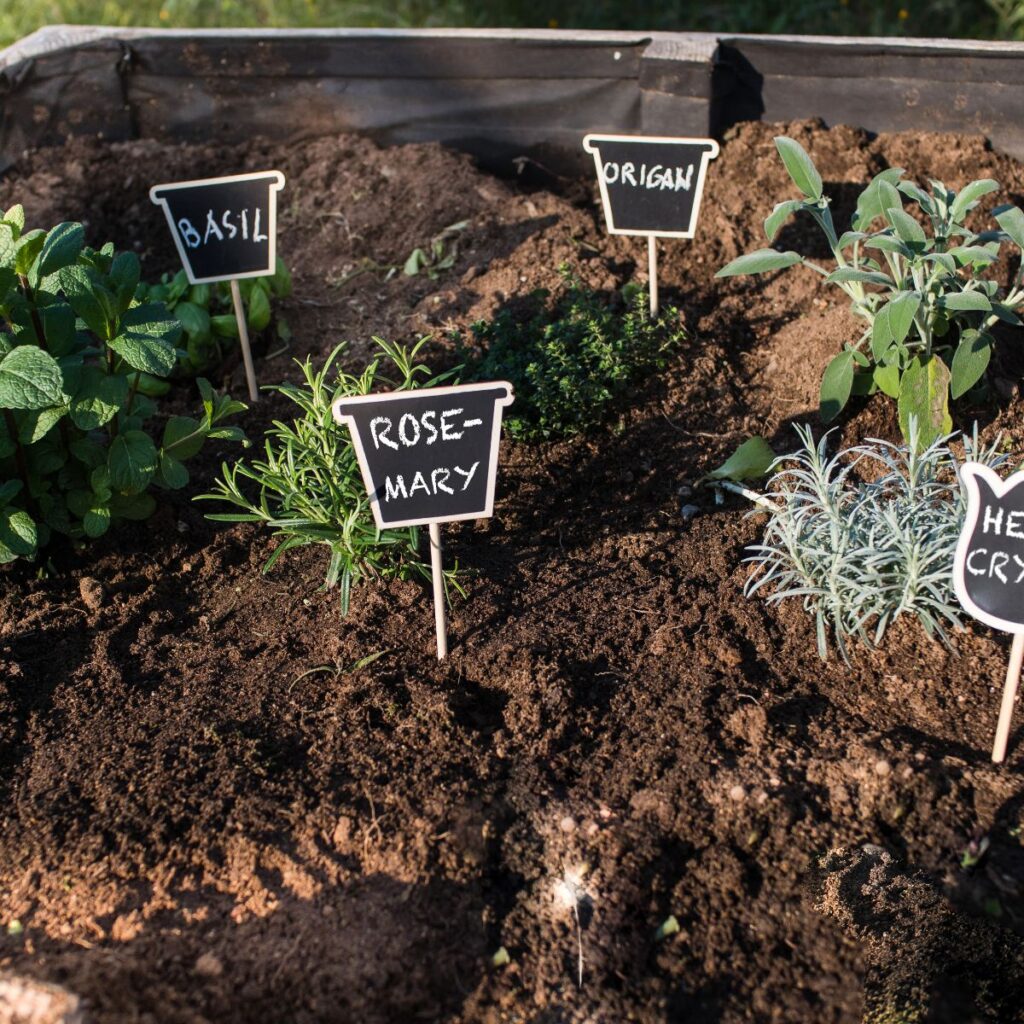 various herbs are planted in a raised garden bed