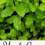 how to grow mint
