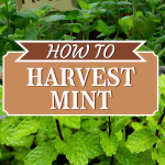 how to harvest mint