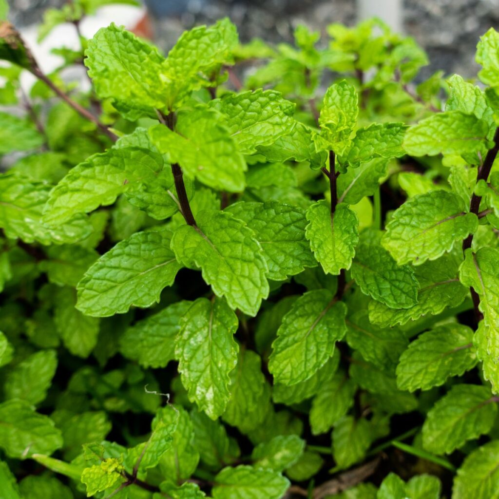 mint grown outdoors