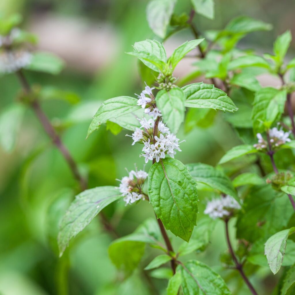 mint with its beautiful flowers