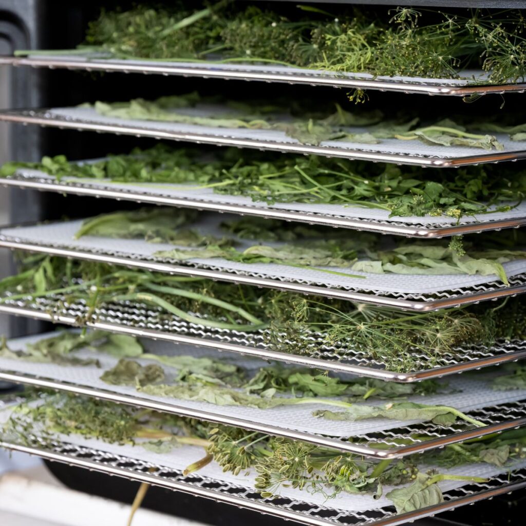 dehydrator trays with plant stems and leaf stalks