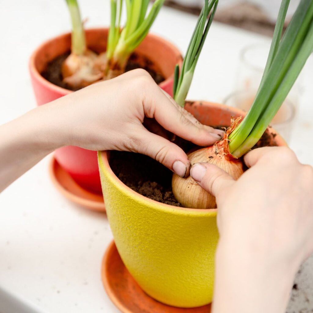a person is planting onions in a yellow painted pot