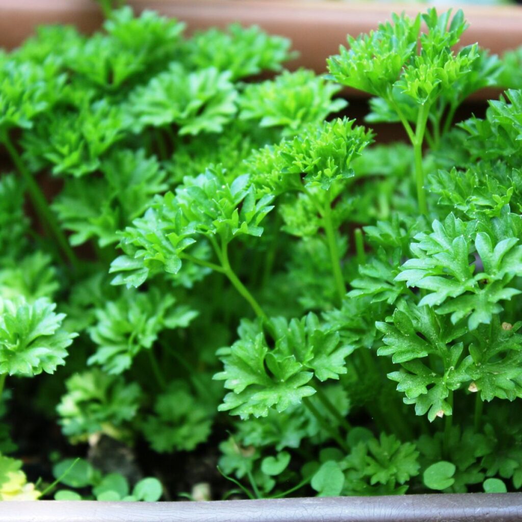 healthy parsely plant in a garden container