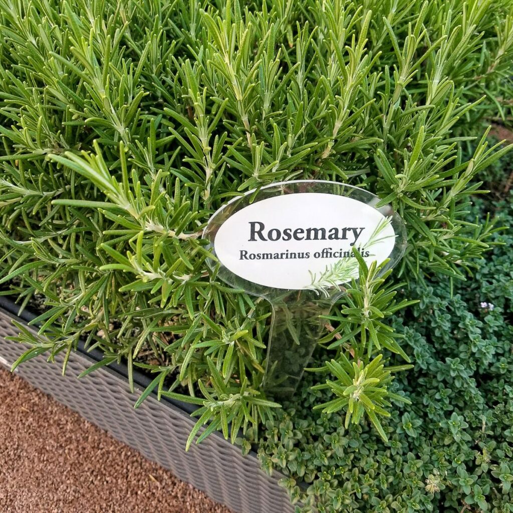 a bed of rosemary with companion plants