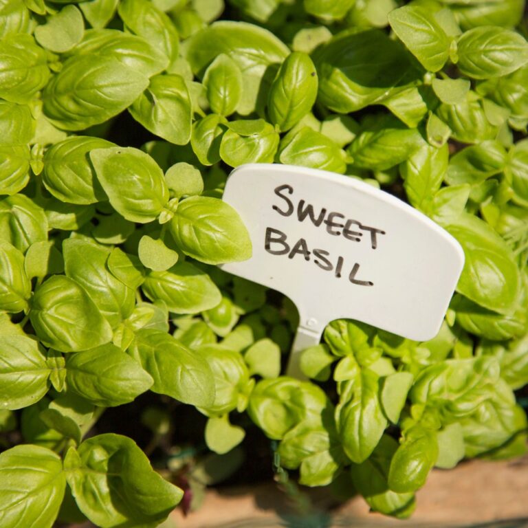 Beginner’s Guide To Growing Basil In Your Garden