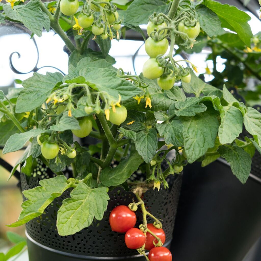 tomato plants in black pots with red and green tomatoes