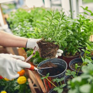 How To Propagate And Grow Rosemary From Cuttings