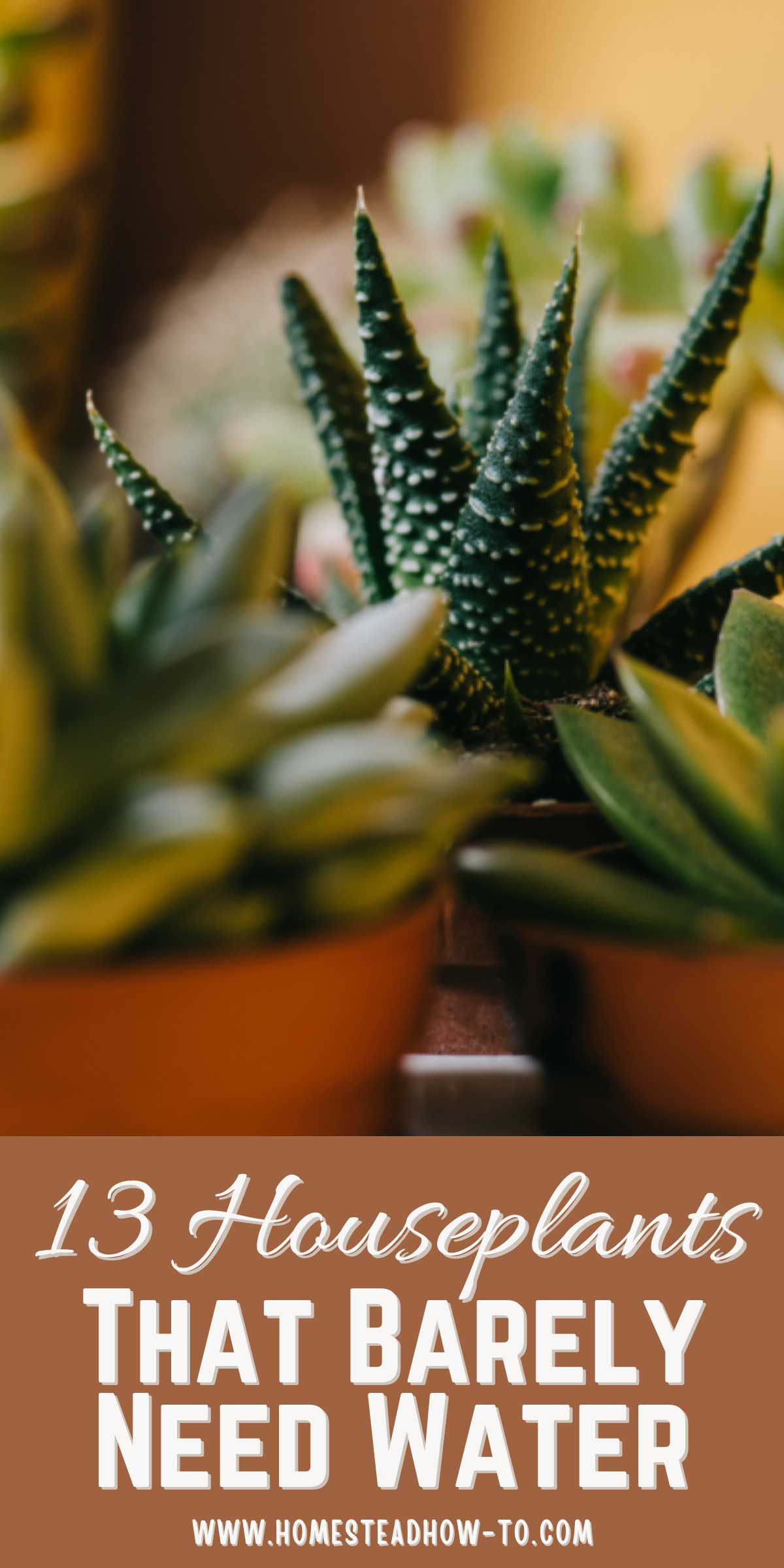 13 Low Maintenance Houseplants You Barely Have To Water - Ever