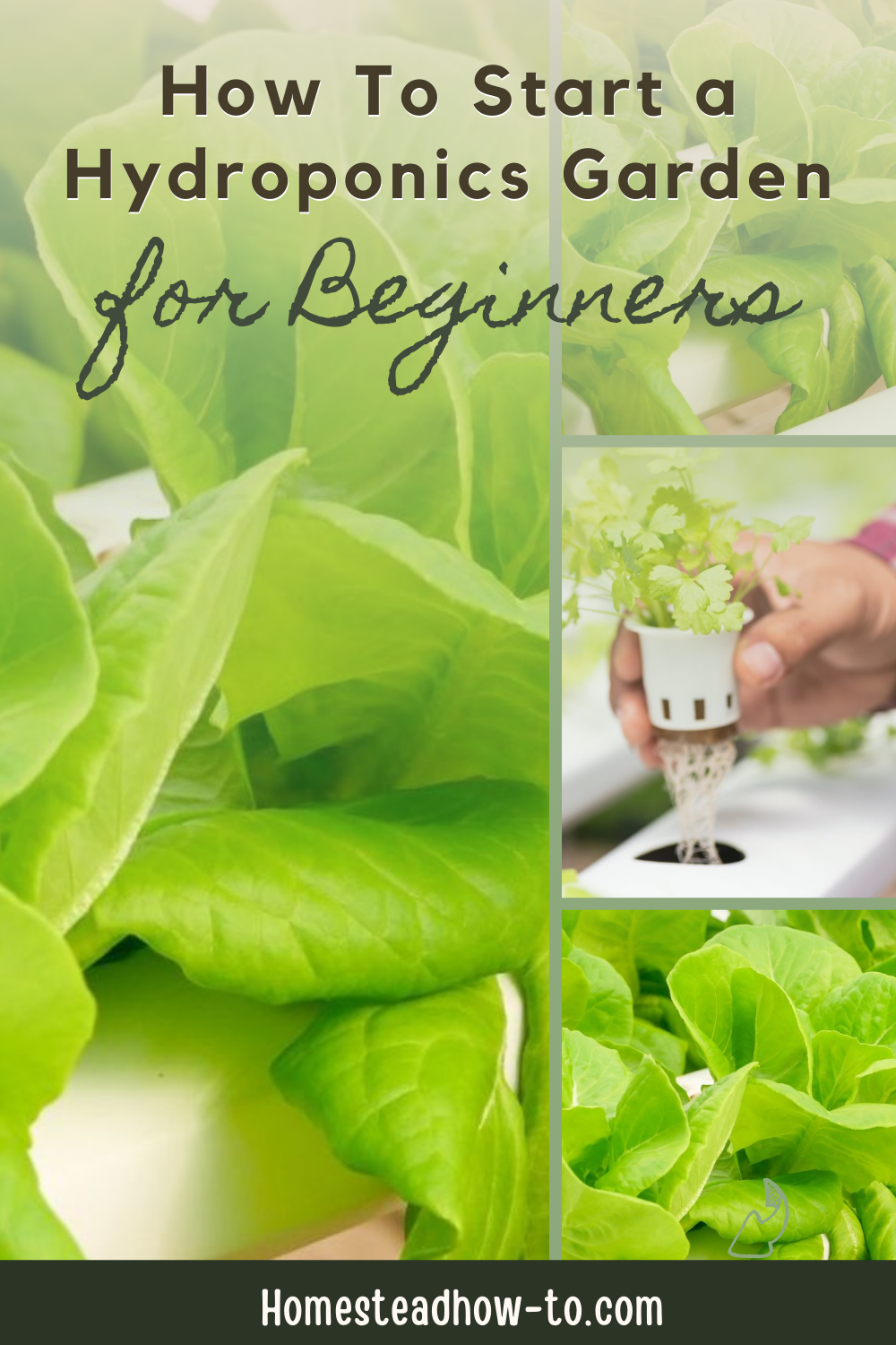 How To Start A Hydroponics Garden For Beginners