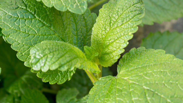 12 Plants That May Help Keep Mosquitoes Away From Your Yard