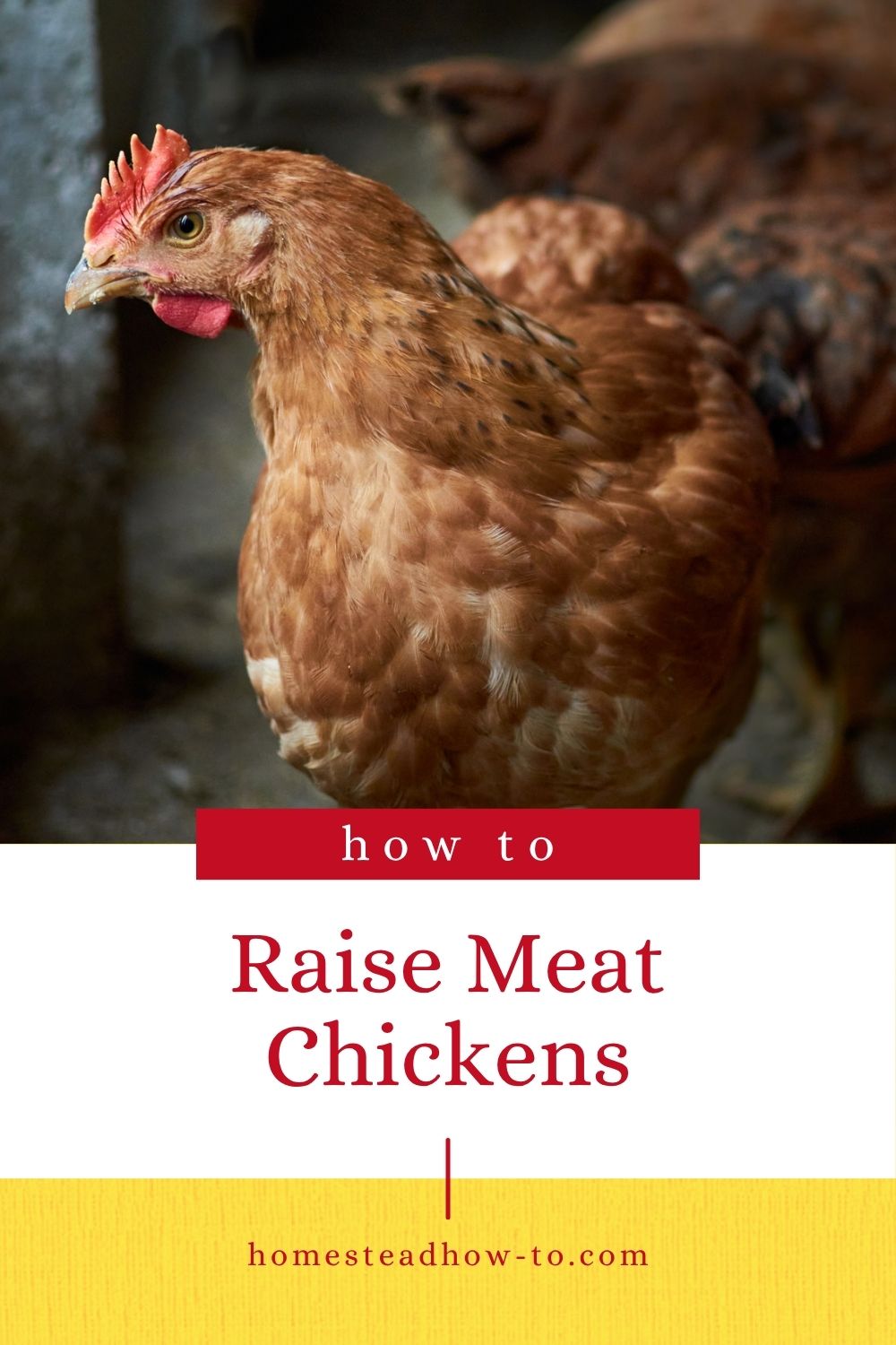 Guide To Raising Meat Chickens For Home Butchery And Self-Sufficiency