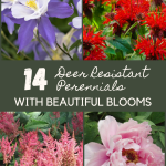 14 Deer Resistant Perennials with Beautiful Blooms