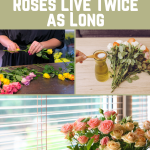11 Simple Ways to Make Your Cut Roses Live Twice as Long
