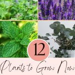 12 Plants to Grow Now for a Mosquito-Free Summer