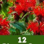 12 Plants to Grow Now for a Mosquito-Free Summer