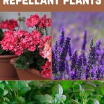 12 best mosquito repellant plants