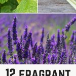 12 fragrant plants that repel mosquitoes