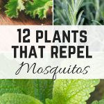 12 plants that repel mosquitos