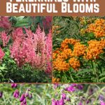 14 Deer Resistant Perennials with Beautiful Blooms