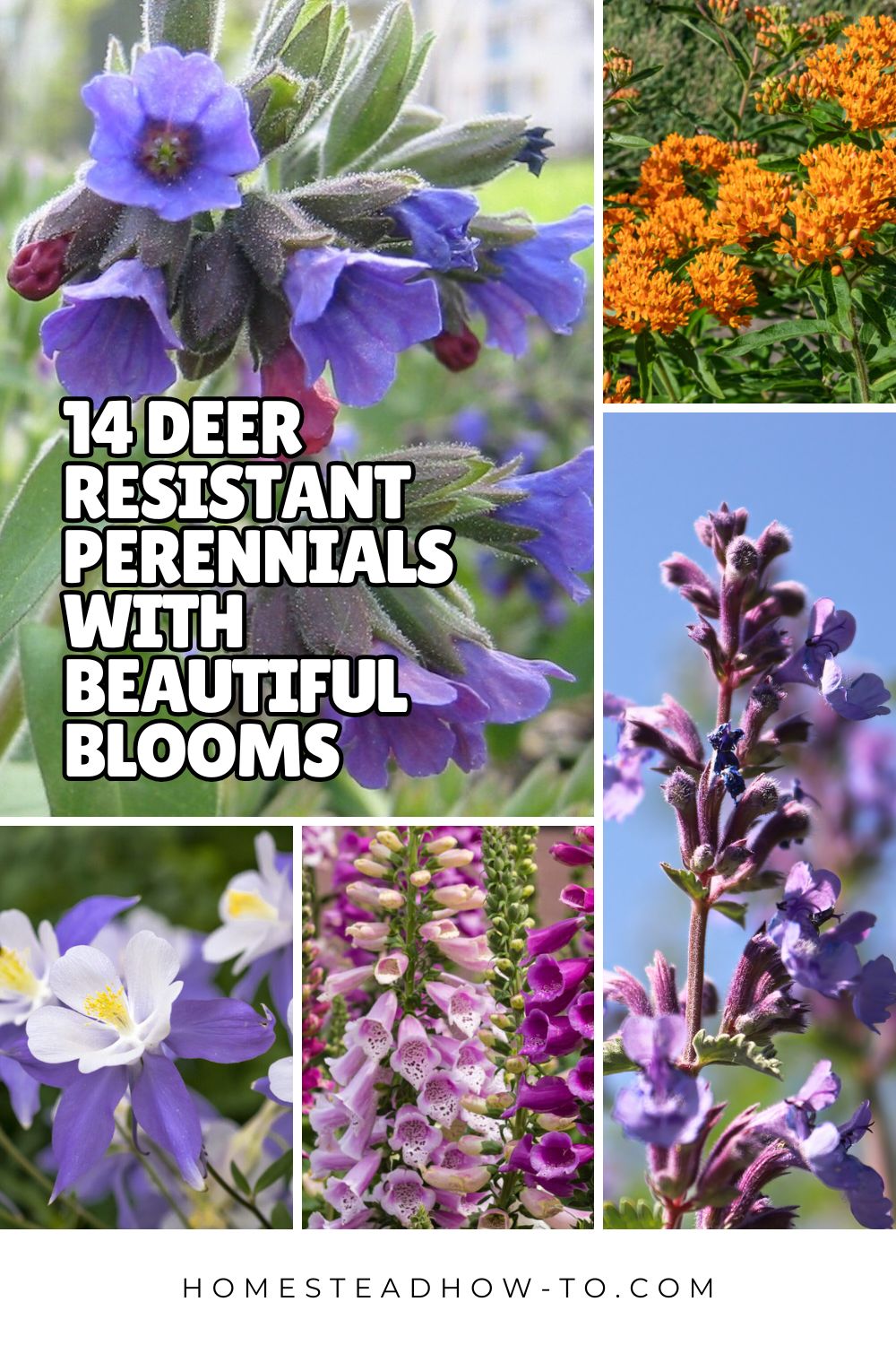 14 Deer Resistant Perennials With Beautiful Blooms