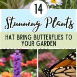 14 Stunning Plants That Bring Butterflies to Your Garden