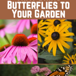 14 Stunning Plants That Bring Butterflies to Your Garden