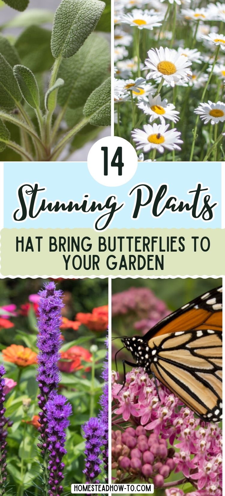 14 Stunning Plants That Bring Butterflies To Your Garden