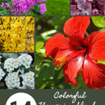 14 Colorful Flowering Shrubs to Make Your Garden Look Like a Painting