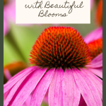 14 Deer Resistant Perennials with Beautiful Blooms