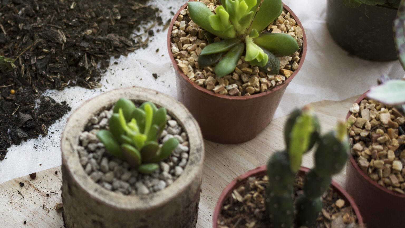 How To Keep Gnats Away From Your Houseplants