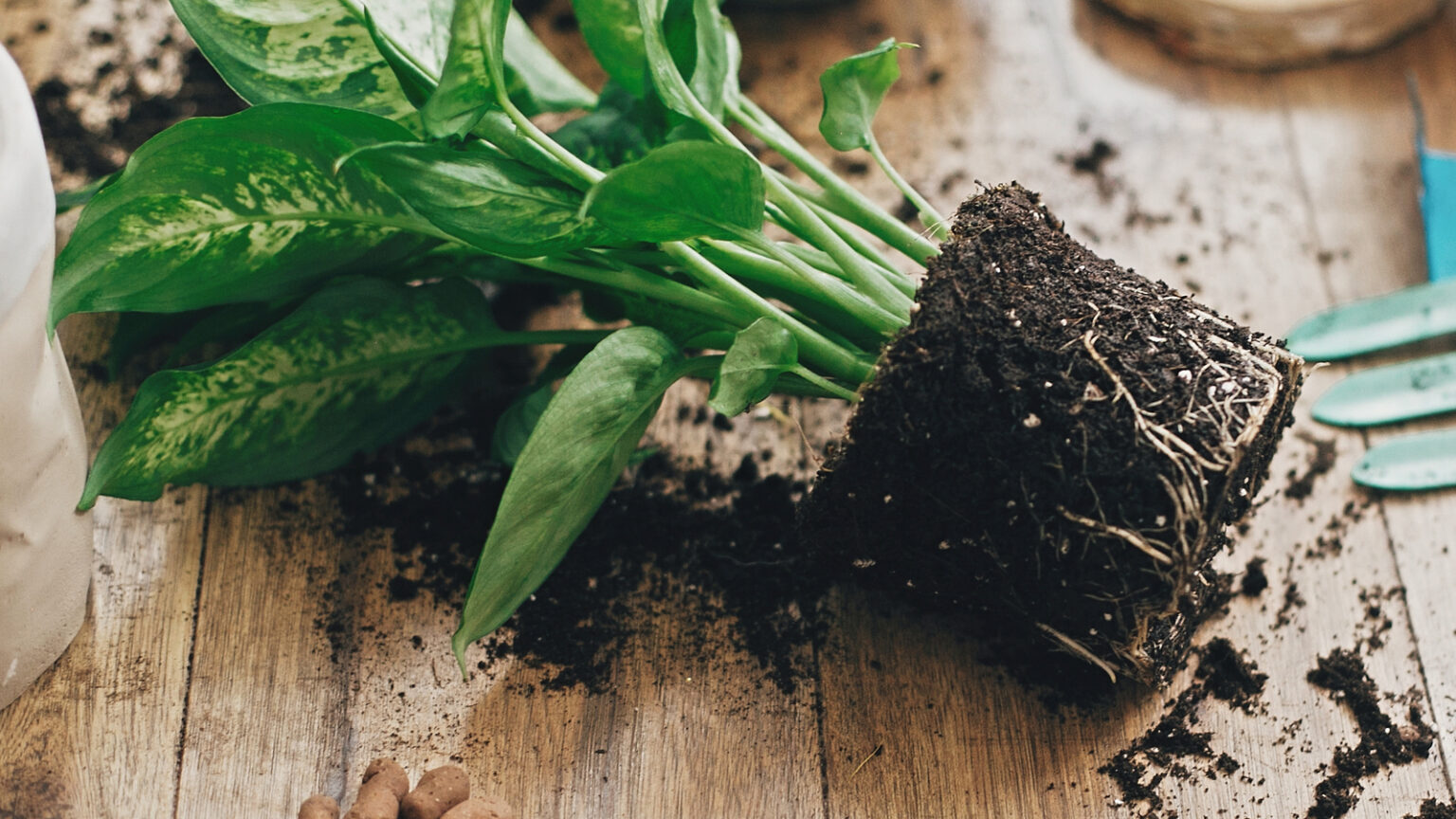 How To Outsmart Gnats To Keep Them Away From Your Houseplants