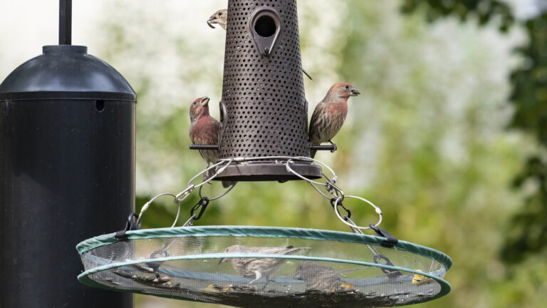 10 Bird Feeder Mistakes That Could Be Harming Your Backyard Birds