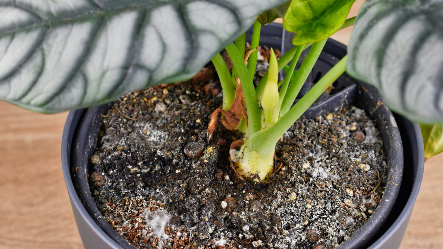 How To Keep Gnats Away From Your Houseplants