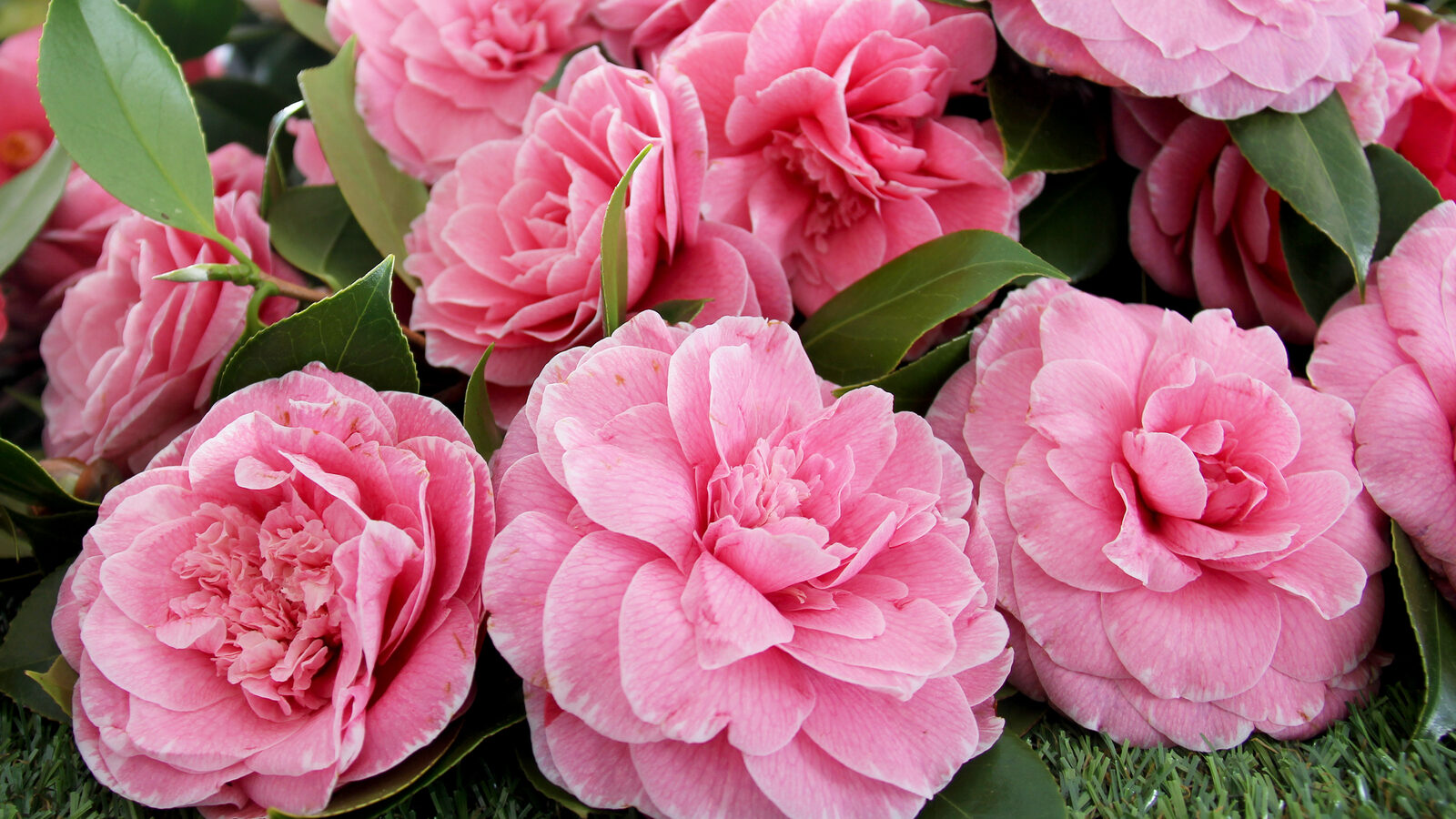 6-colorful-flowering-shrubs-homestead-how-to