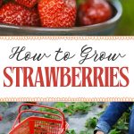 How to Grow Strawberries
