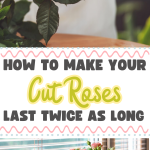 How to Make Your Cut Roses Last Twice as Long