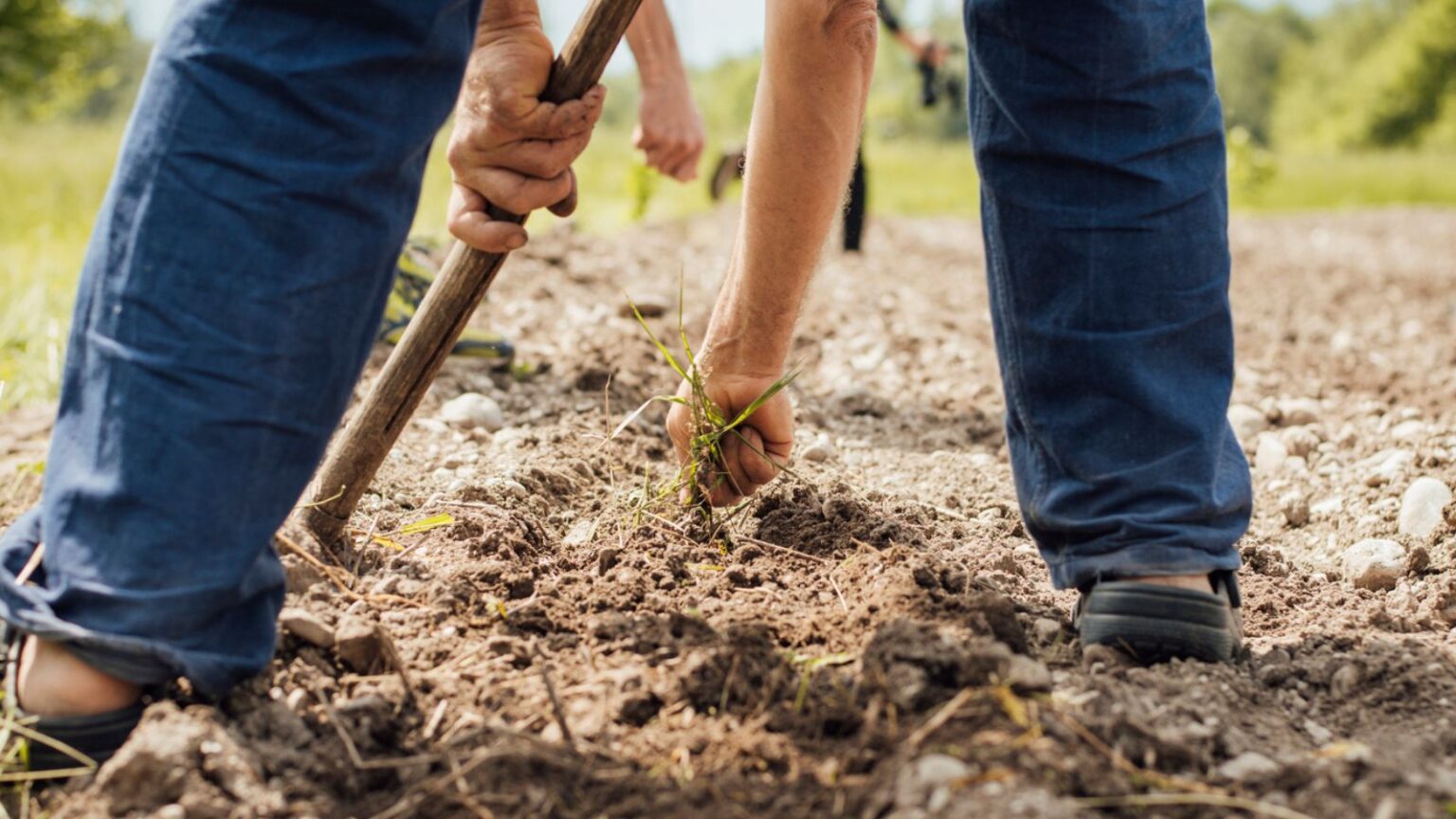 12 Natural Ways To Get Rid Of Weeds In Your Garden