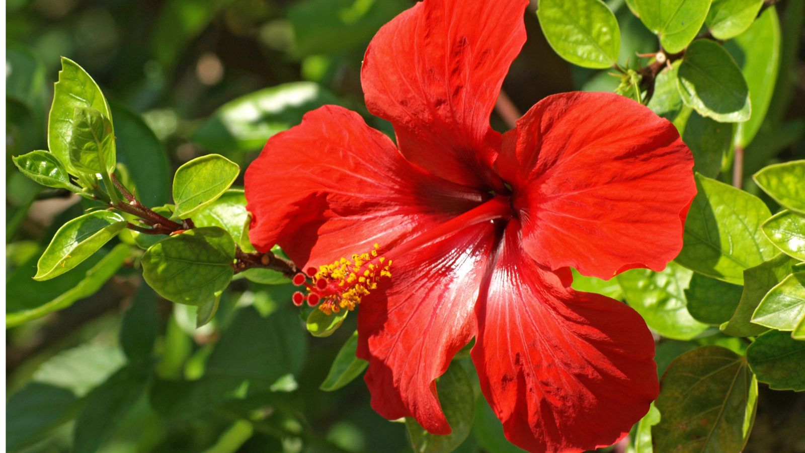 19 Stunning Red Flowers To Add Bold Color To Your Garden