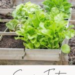 square foot gardening