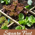 square foot gardening for beginners