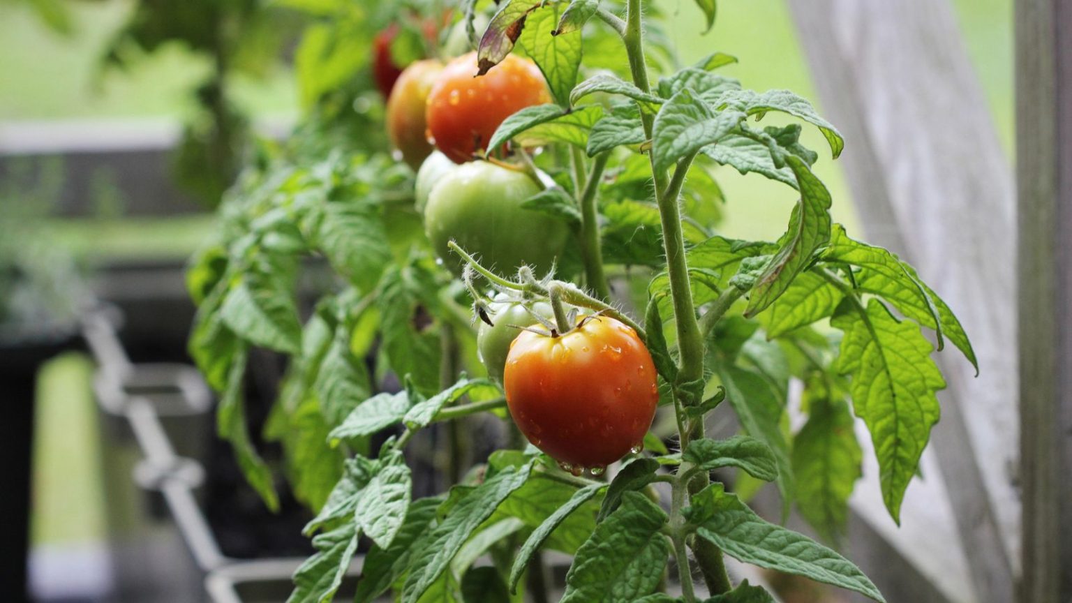 26 Fruits And Vegetables You Can Grow In Buckets