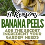 11 Reasons Banana Peels Are the Secret Ingredient Your Garden Needs