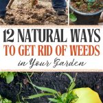12 Natural Ways to Get Rid of Weeds in Your Garden